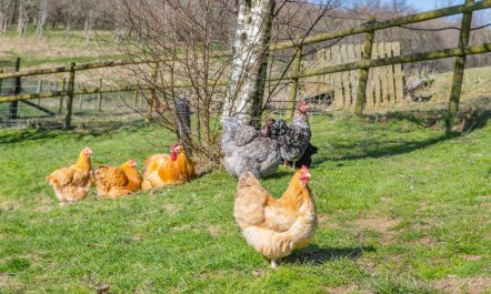 5 Bed in East Allington 6