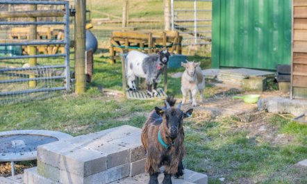 5 Bed in East Allington 8