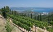 Vineyards & Olive Groves 3