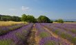 Lavender Vistas 2