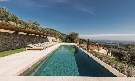 The Golden Vineyards