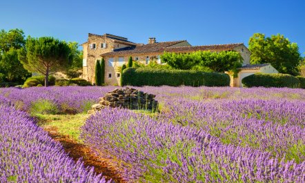 Lavender Earth 5