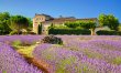 Lavender Earth 5