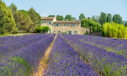 The Lavender Shadow