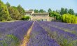 The Lavender Shadow 0