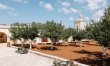 Sweet Orange Blossoms 5