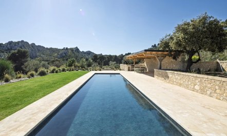 Olive Grove Serene
