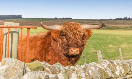 1 Bed in Wick 9