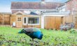 3 Bed in Newport 2