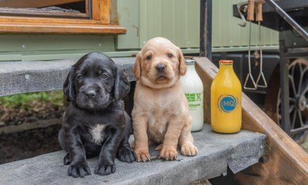 1 Bed in South Leverton 3