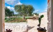 Centuries-Old Olive Groves 6