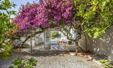 Beneath the Bougainvillea 1