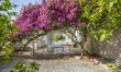 Beneath the Bougainvillea 1