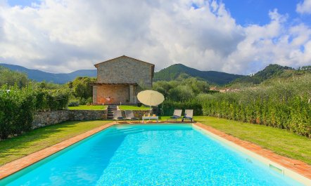 The Frantoio Olive