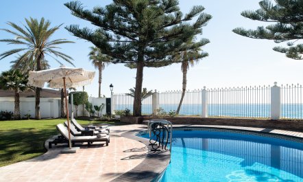 Paloma & Palms 1