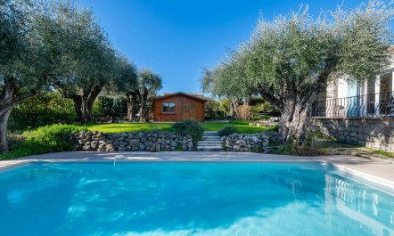 Olive Trees & Blue Shutters 3