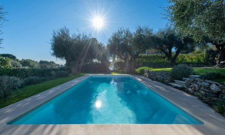 Olive Trees & Blue Shutters 2