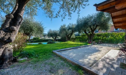 Olive Trees & Blue Shutters 6