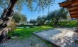 Olive Trees & Blue Shutters 6