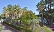 Palms & Trees 3