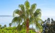 Palms & Mediterranean Sea 5
