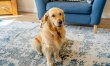 4 Bed in Longforgan 9