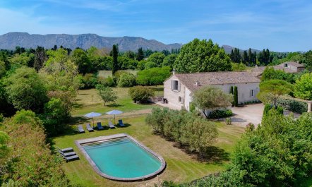 Vines and Alpilles 1
