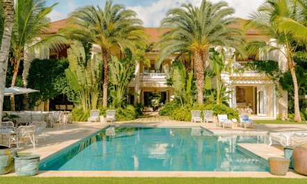 Palms Over Coral