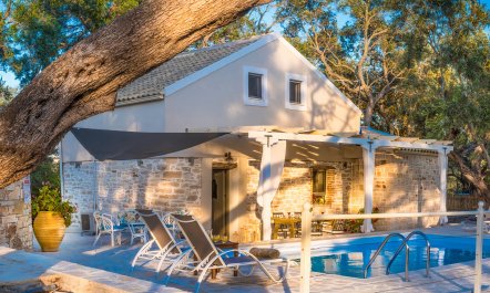 Beneath the Olive Tree