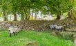 3 Bed in Mary Tavy 6