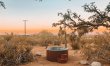 Cactus Sunshine 0