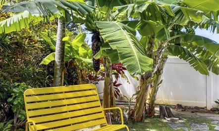 Lanikai Bloom 6