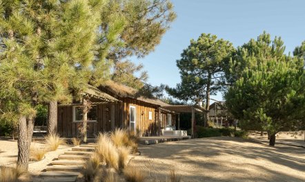 Pines and Paddies 5