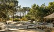 Pines and Paddies 9