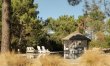 Pines and Paddies 8