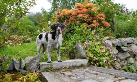 3 Bed in Kippford 1