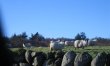 3 Bed in Gatehouse Of Fleet 8