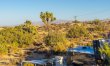 Desert Willow 1
