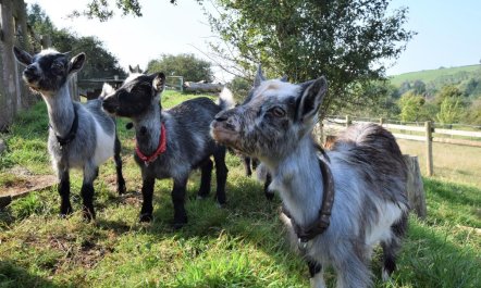 1 Bed in Stoke Prior 1