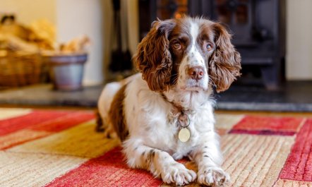 2 Bed in Torrington 9