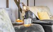 1 Bed in Tavistock 2