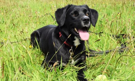 3 Bed in Holsworthy 4