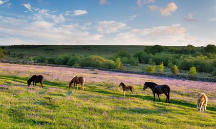 3 Bed in Okehampton 8