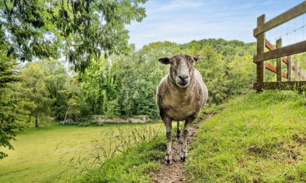 5 Bed in Newchurch 1