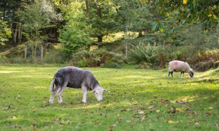 1 Bed in Ulverston 9