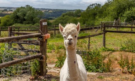 3 Bed in Umberleigh 1