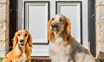 1 Bed in West Camel 0