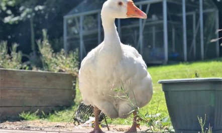 1 Bed in Launceston 9