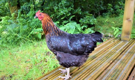 3 Bed in Glenfinnan 8