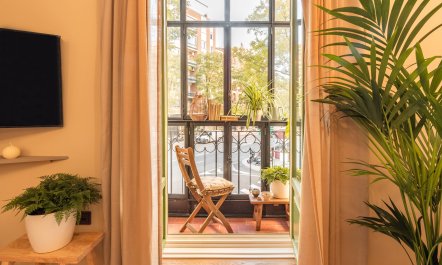 Parlour Palms